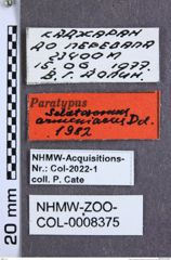 Etikette zu Selatosomus (Selatosomus) armeniacus (Dolin, 1982) (NHMW-ZOO-COL-0008375)